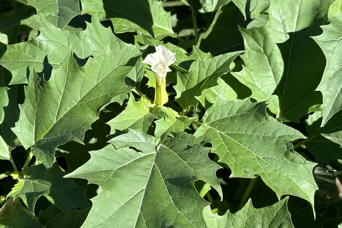 Дурман обыкновенный (лат. Datura stramonium)