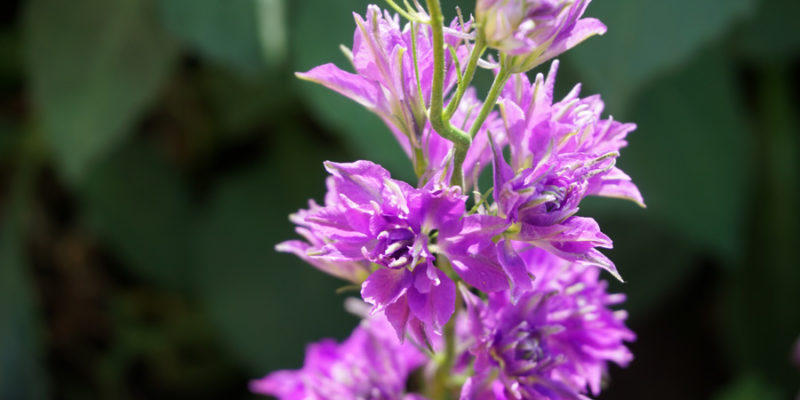 Дельфиниум АЯКС