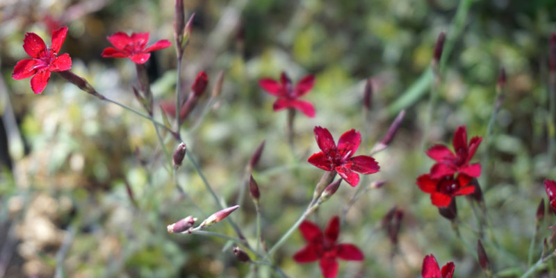 Гвоздика травянка Flashing Light. До 20 см. Цветки красно-розовые