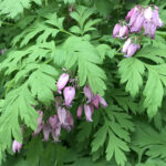 Дицентра красивая (лат. Dicentra formosa)