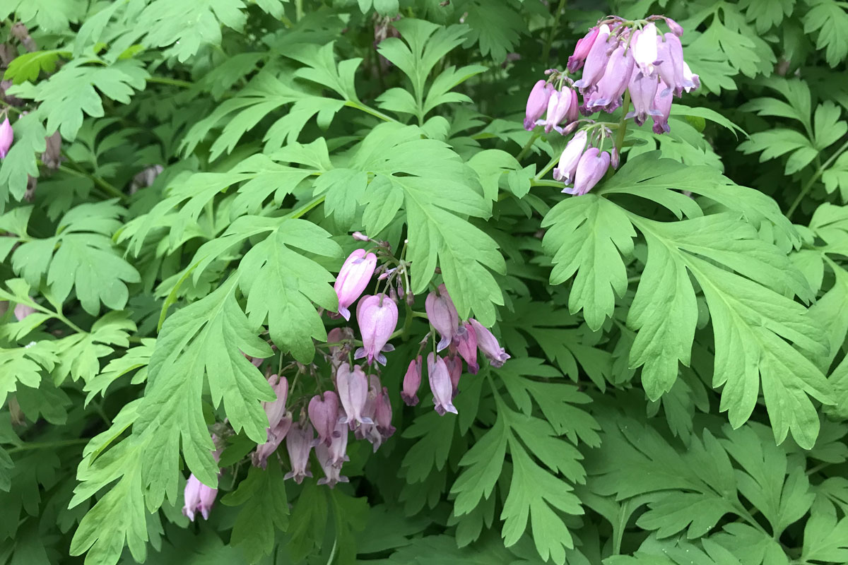 Дицентра красивая (лат. Dicentra formosa)