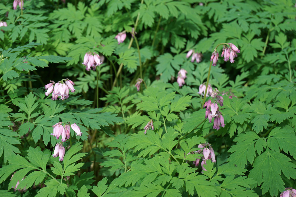 Дицентра красивая (лат. Dicentra formosa)