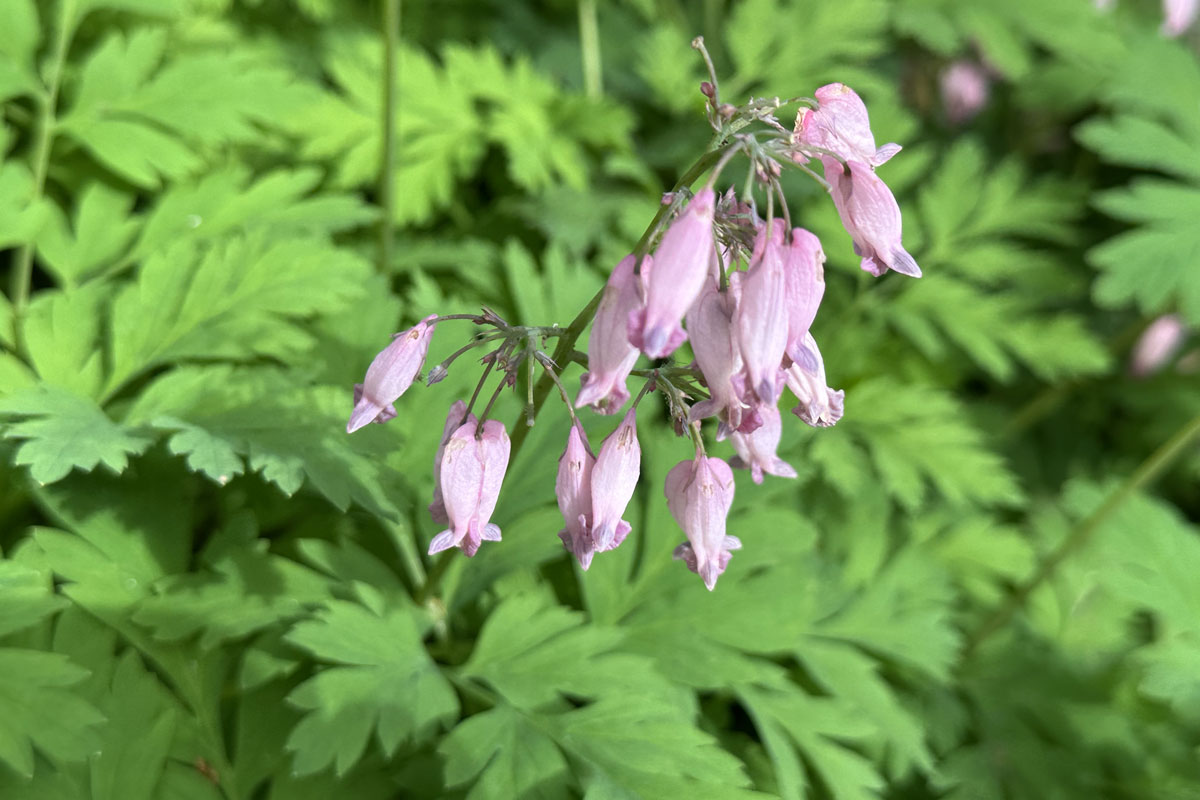 Дицентра красивая (лат. Dicentra formosa)