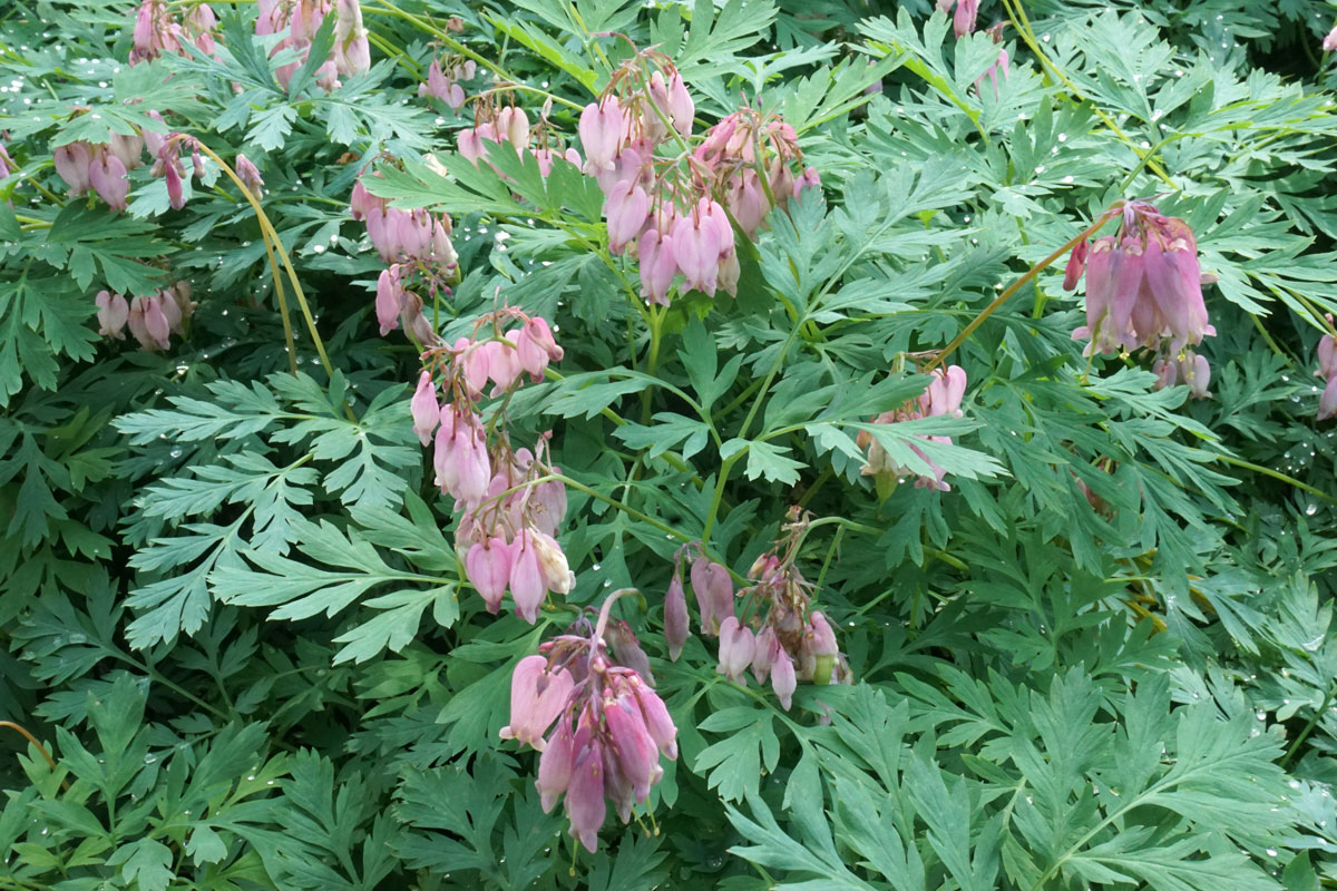 Дицентра красивая (лат. Dicentra formosa)