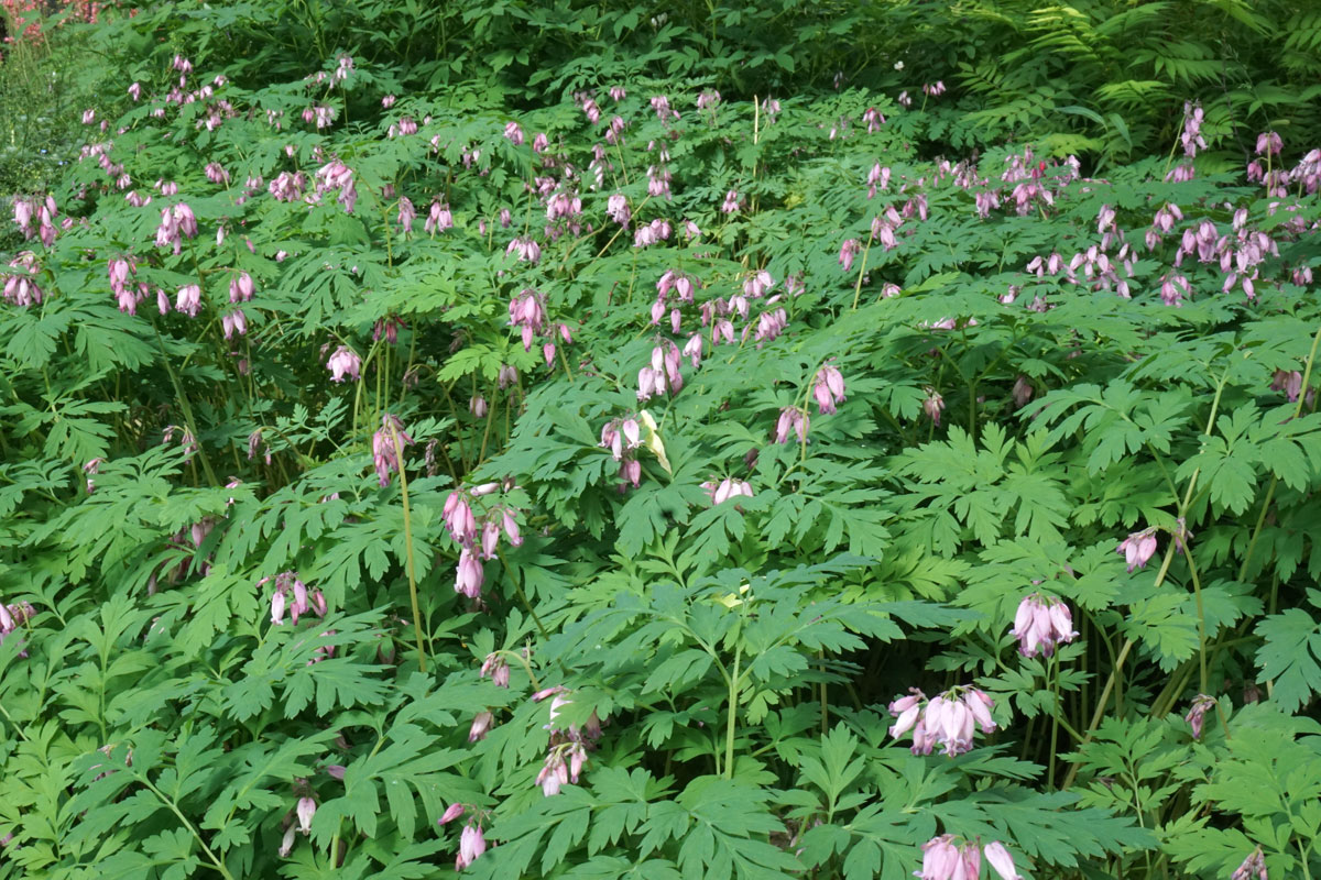 Дицентра красивая (лат. Dicentra formosa)