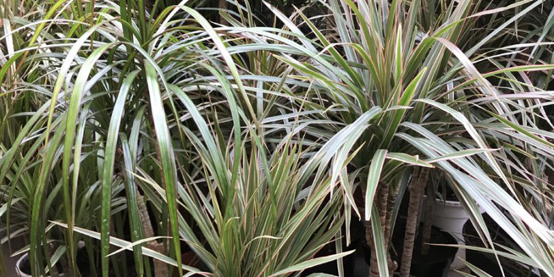 Драцена Маргината: уход в домашних условиях от А до Я