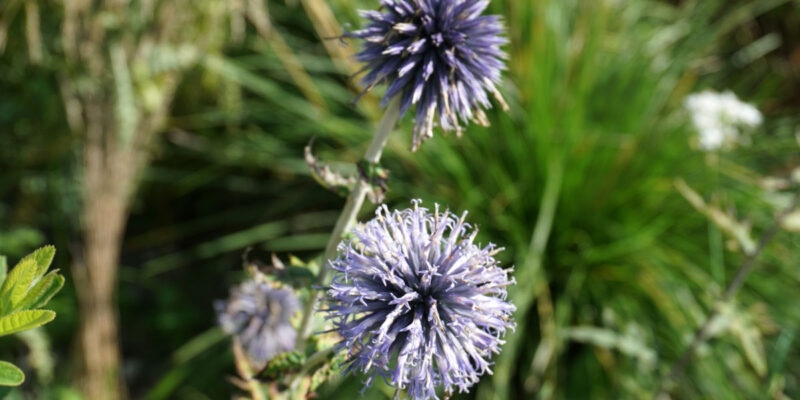 Мордовник широколистный (лат. Echinops latifolius Tausch)
