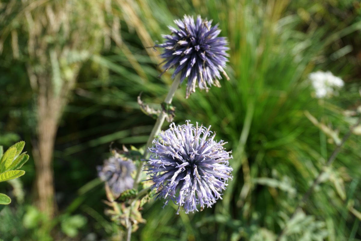 Мордовник широколистный (лат. Echinops latifolius Tausch)