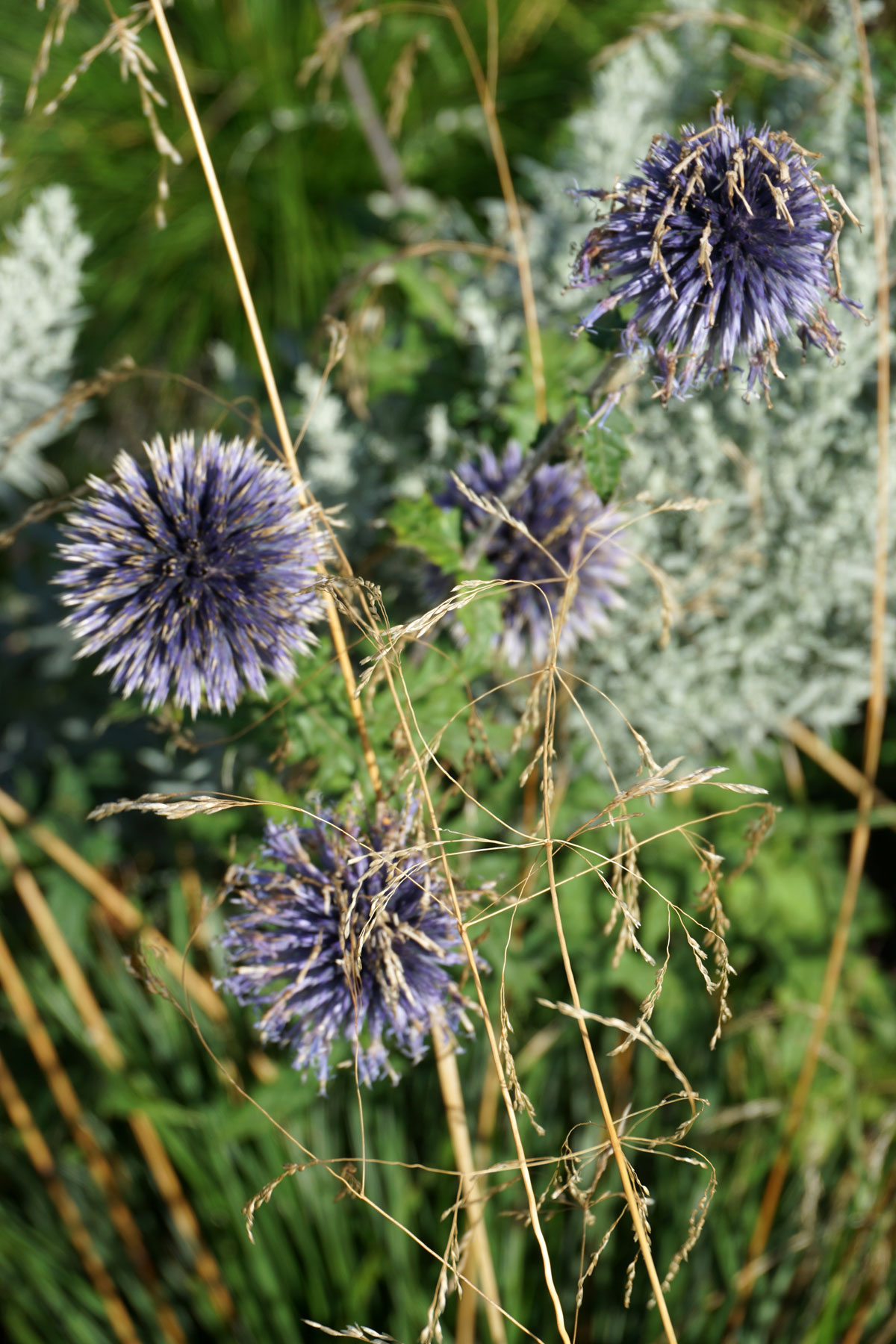 Мордовник широколистный (лат. Echinops latifolius Tausch)