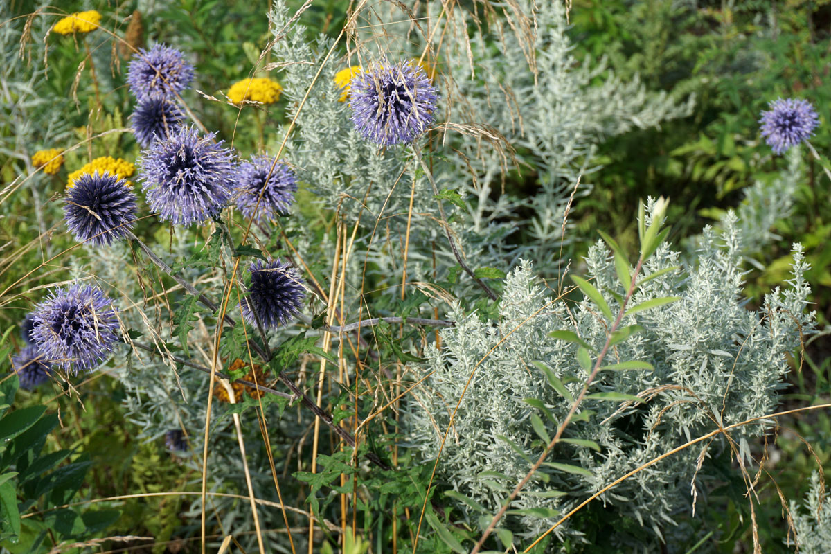 Мордовник широколистный (лат. Echinops latifolius Tausch)