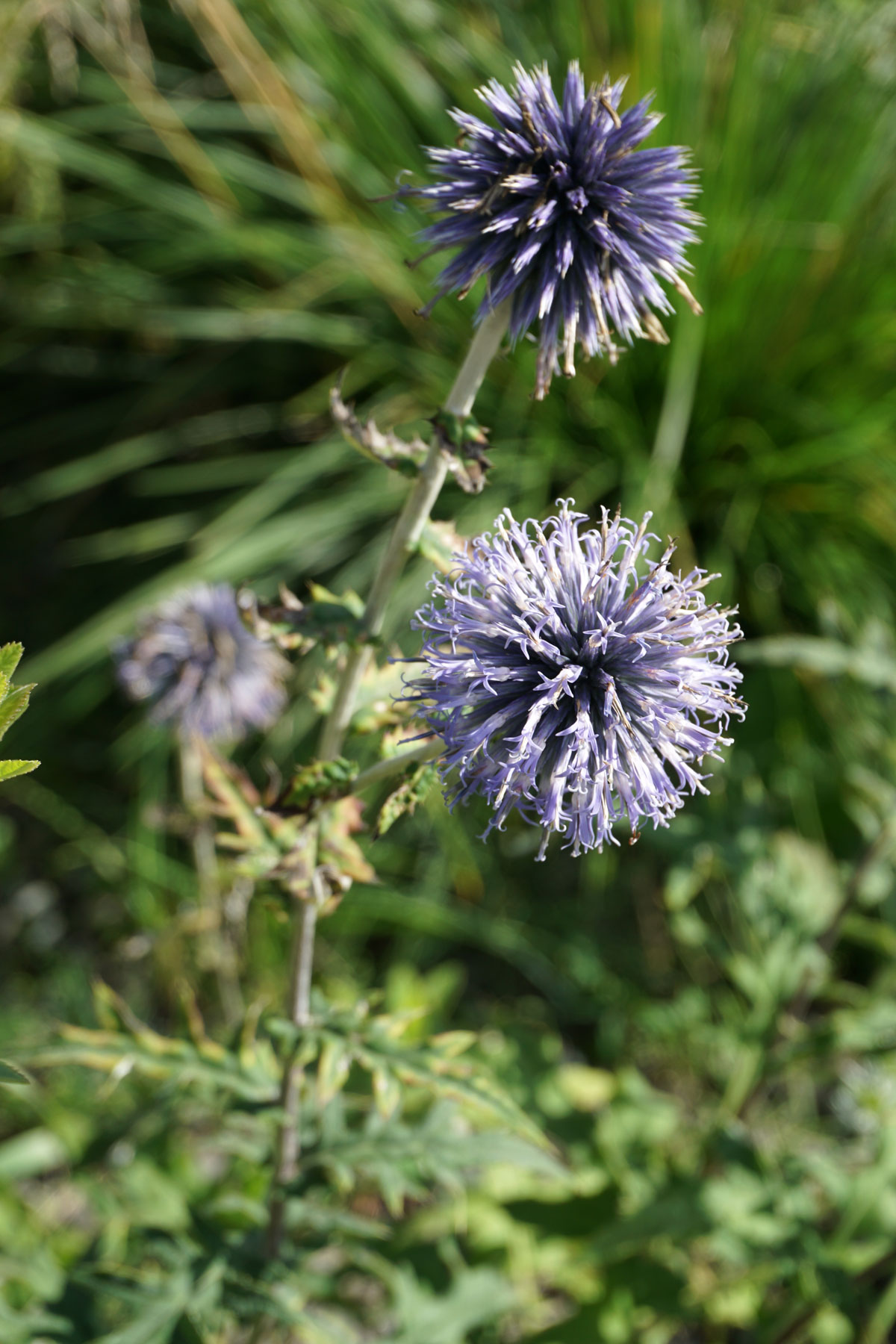 Мордовник широколистный (лат. Echinops latifolius Tausch)
