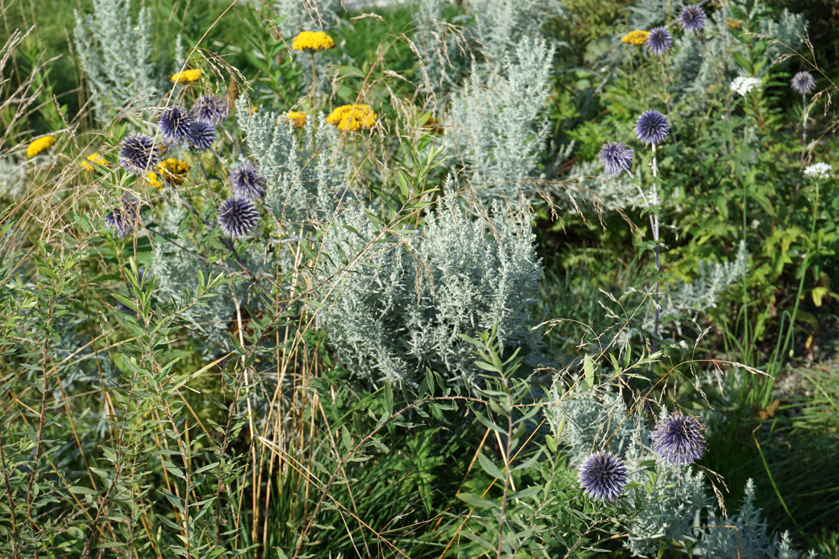 Мордовник широколистный (лат. Echinops latifolius Tausch)
