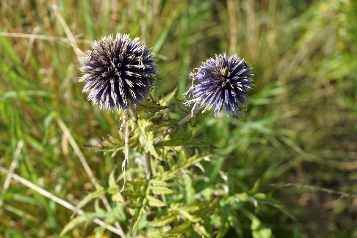 Мордовник широколистный (лат. Echinops latifolius Tausch)