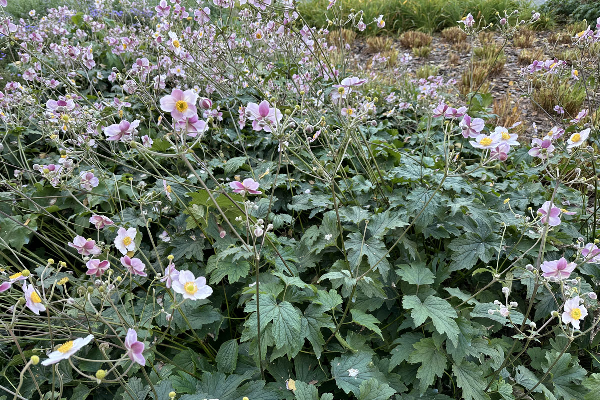 Осенние анемоны