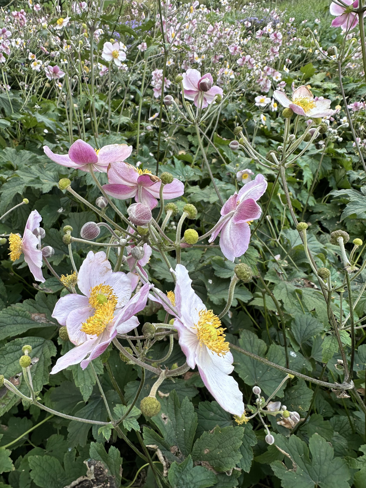 Осенние анемоны