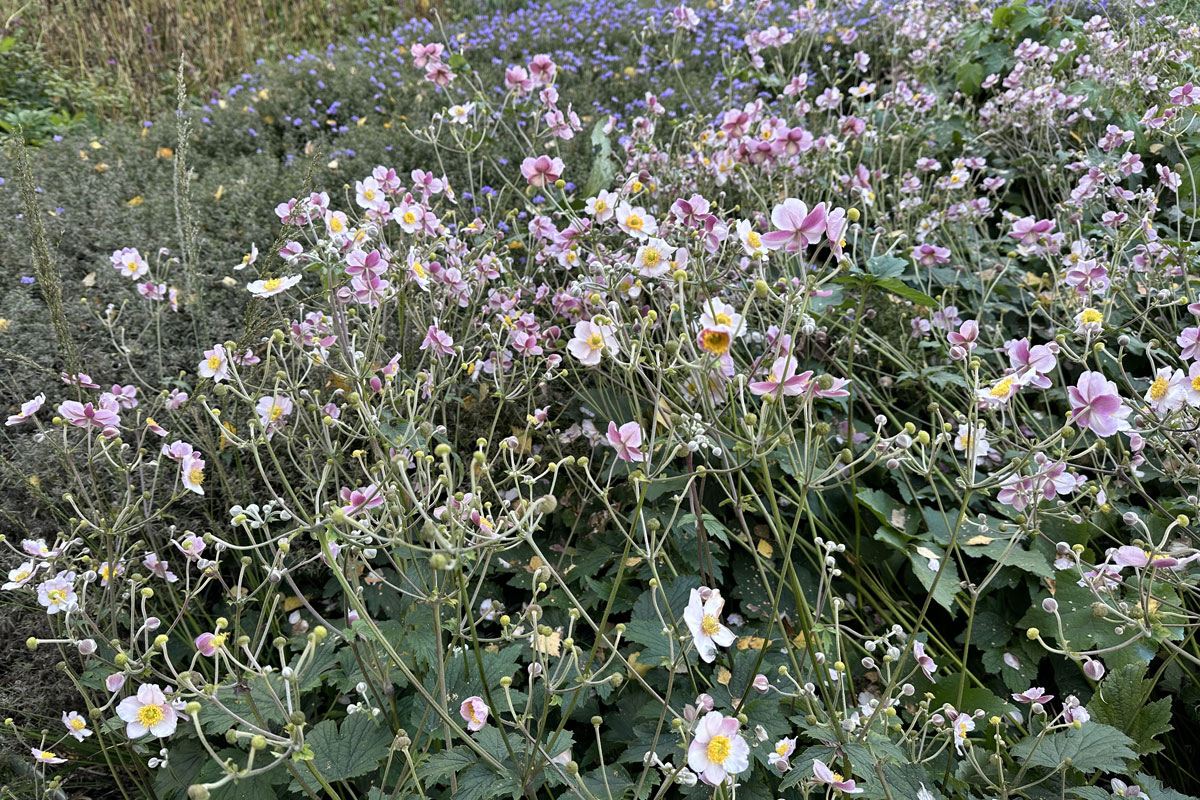 Осенние анемоны