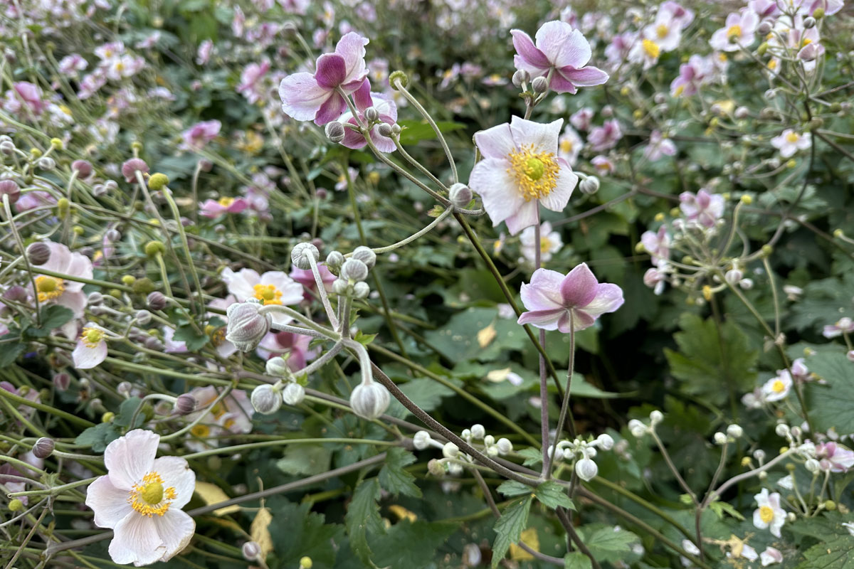 Осенние анемоны