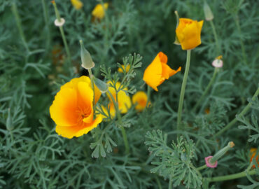 Эшшольция калифорнийская (лат. Eschscholzia californica)