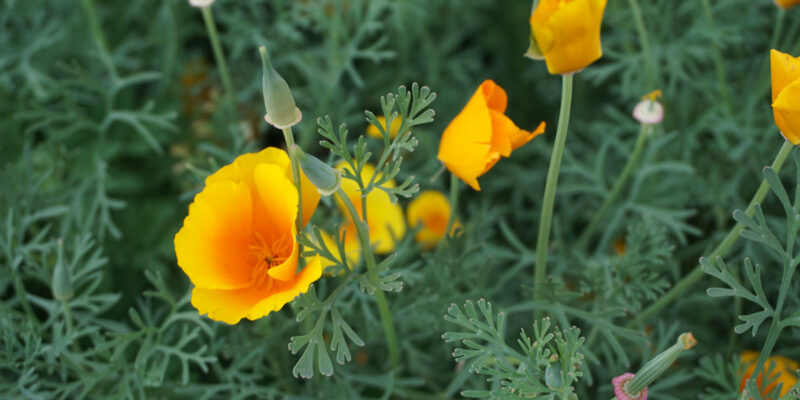 Эшшольция калифорнийская (лат. Eschscholzia californica)