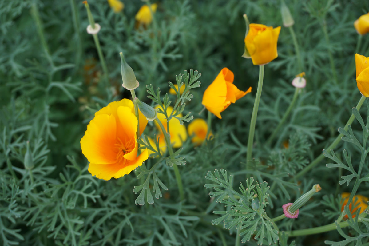 Эшшольция калифорнийская (лат. Eschscholzia californica)