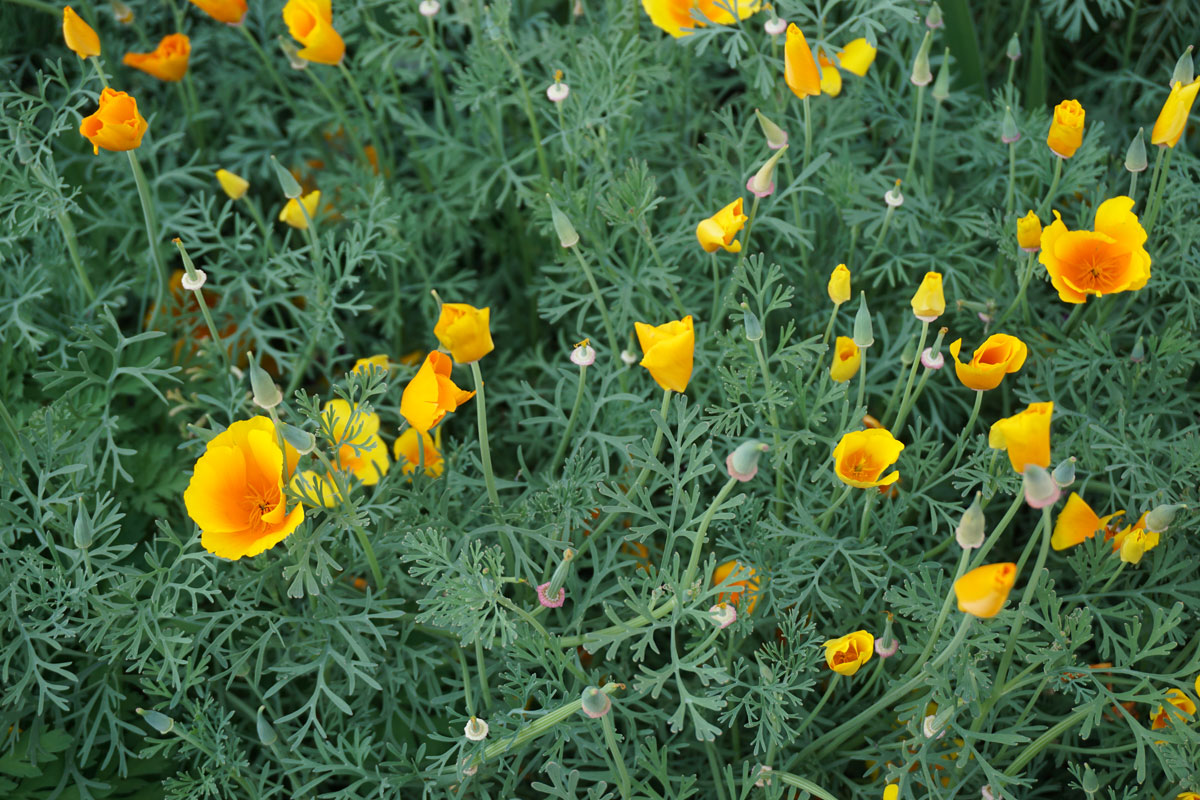 Эшшольция калифорнийская (лат. Eschscholzia californica)