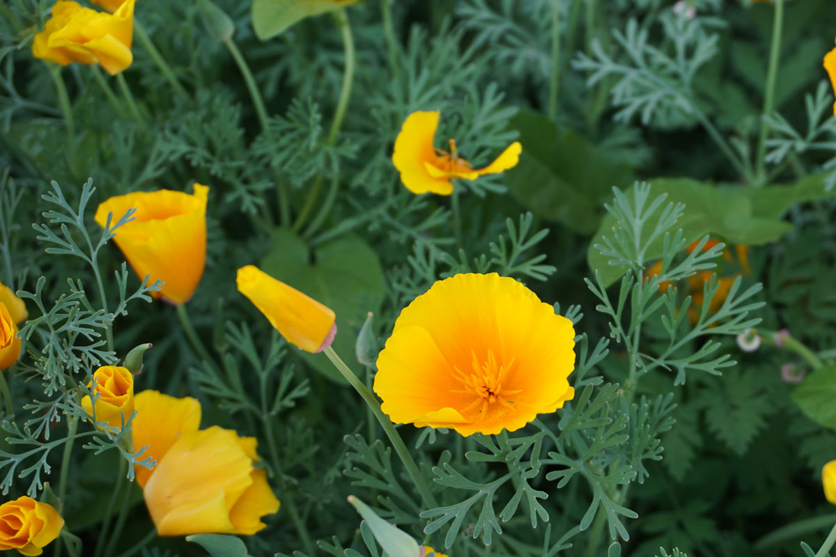 Эшшольция калифорнийская (лат. Eschscholzia californica)