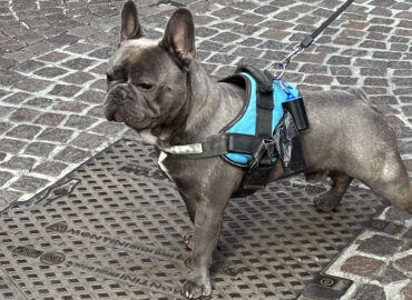 Что делать, если собака ревнует?