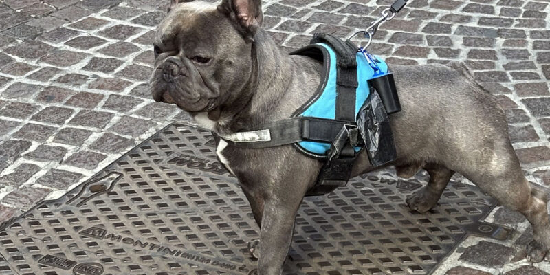 Что делать, если собака ревнует?