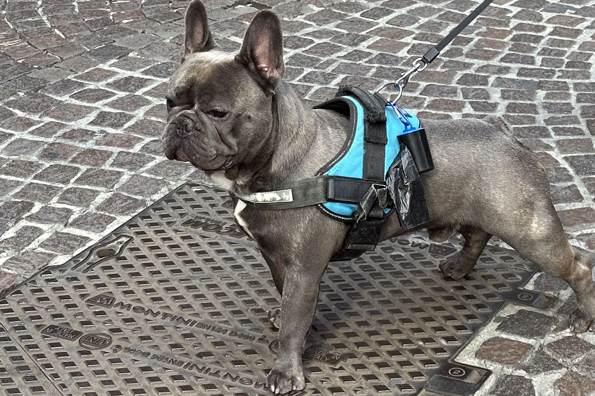 Что делать, если собака ревнует?