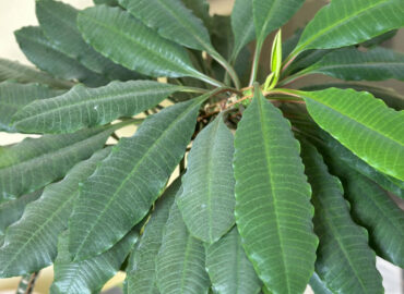 Молочай беложильчатый (лат. Euphorbia leuconeura)