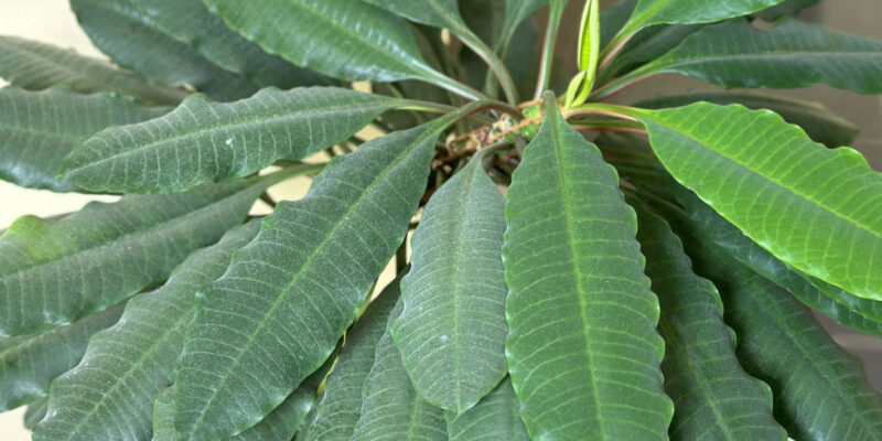 Молочай беложильчатый (лат. Euphorbia leuconeura)