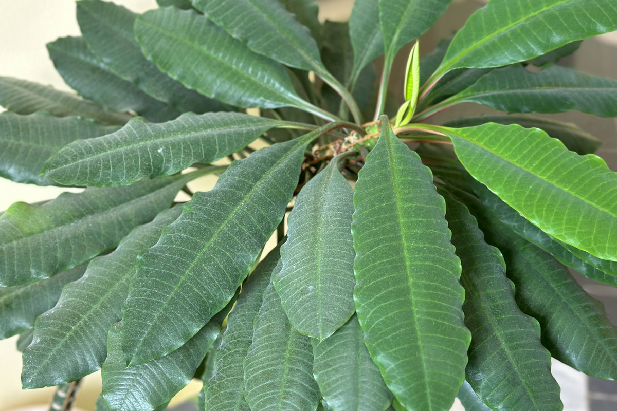 Молочай беложильчатый (лат. Euphorbia leuconeura)