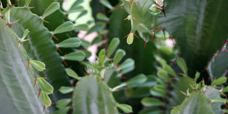 Молочай треугольный, или Молочай трехгранный (лат. Euphorbia trigona)