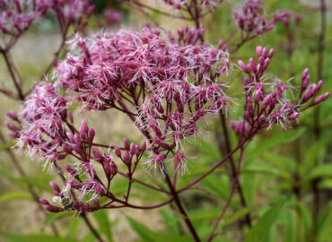Посконник пурпурный (лат. Eutrochium purpureum)