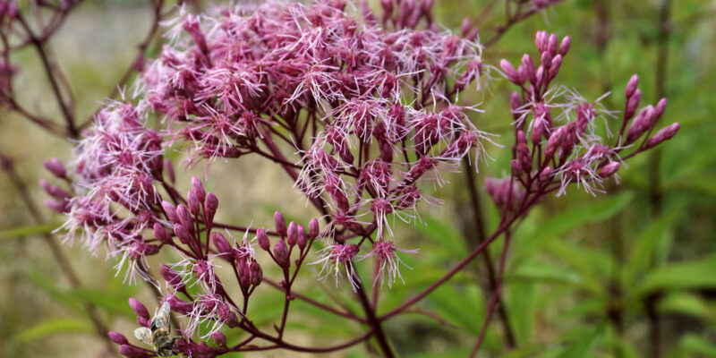 Посконник пурпурный (лат. Eutrochium purpureum)