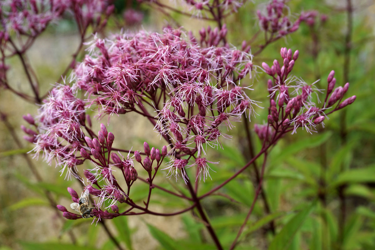 Посконник пурпурный (лат. Eutrochium purpureum)