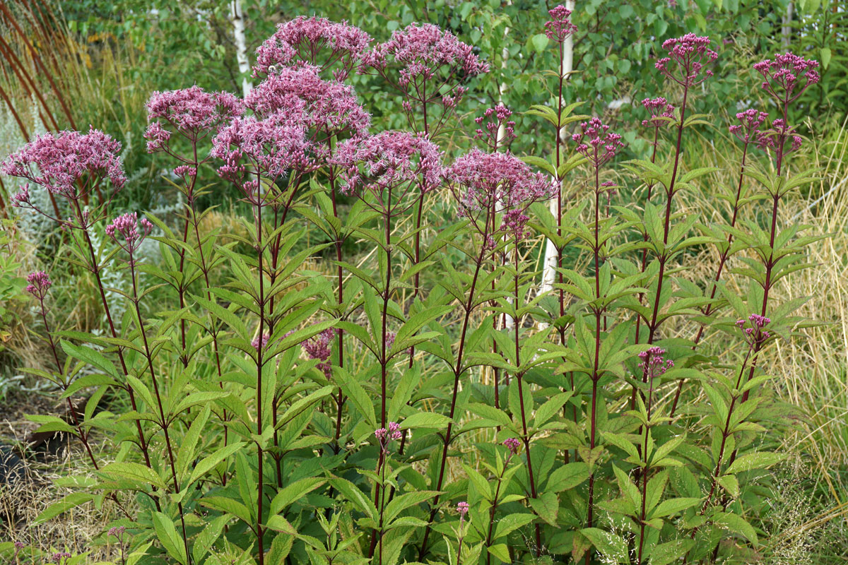 Посконник пурпурный (лат. Eutrochium purpureum)
