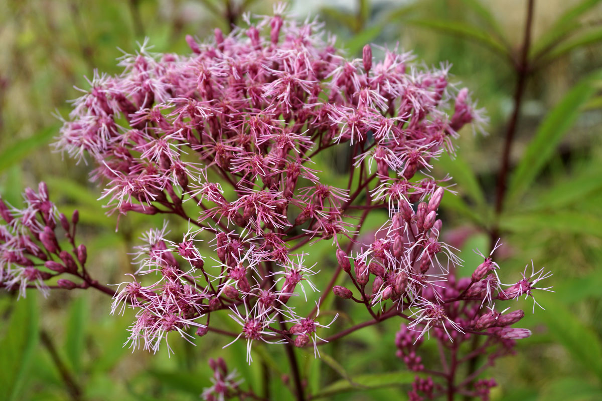 Посконник пурпурный (лат. Eutrochium purpureum)