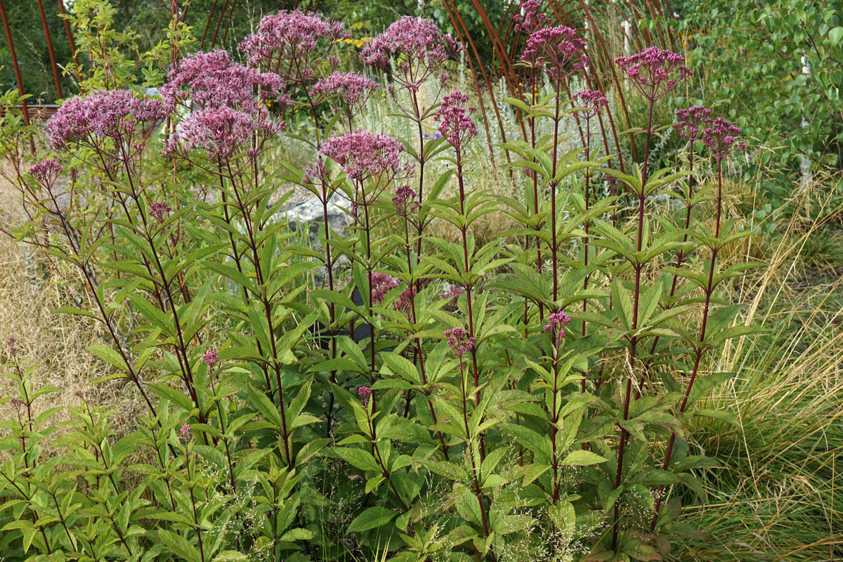Посконник пурпурный (лат. Eutrochium purpureum)