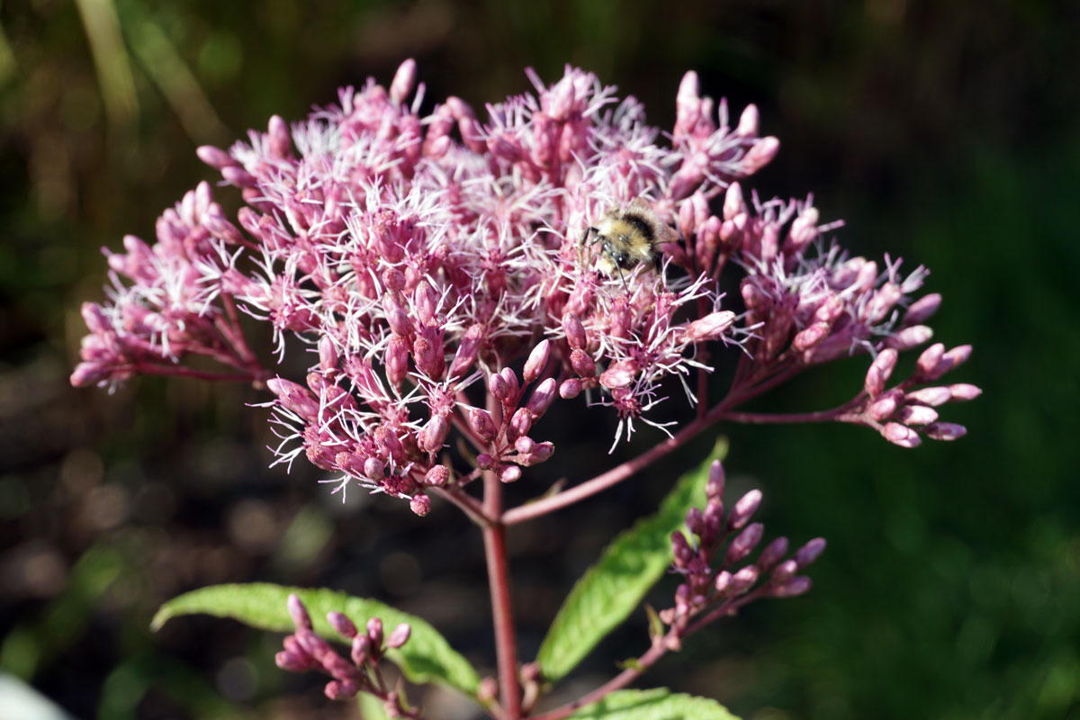 Посконник пурпурный (лат. Eutrochium purpureum)