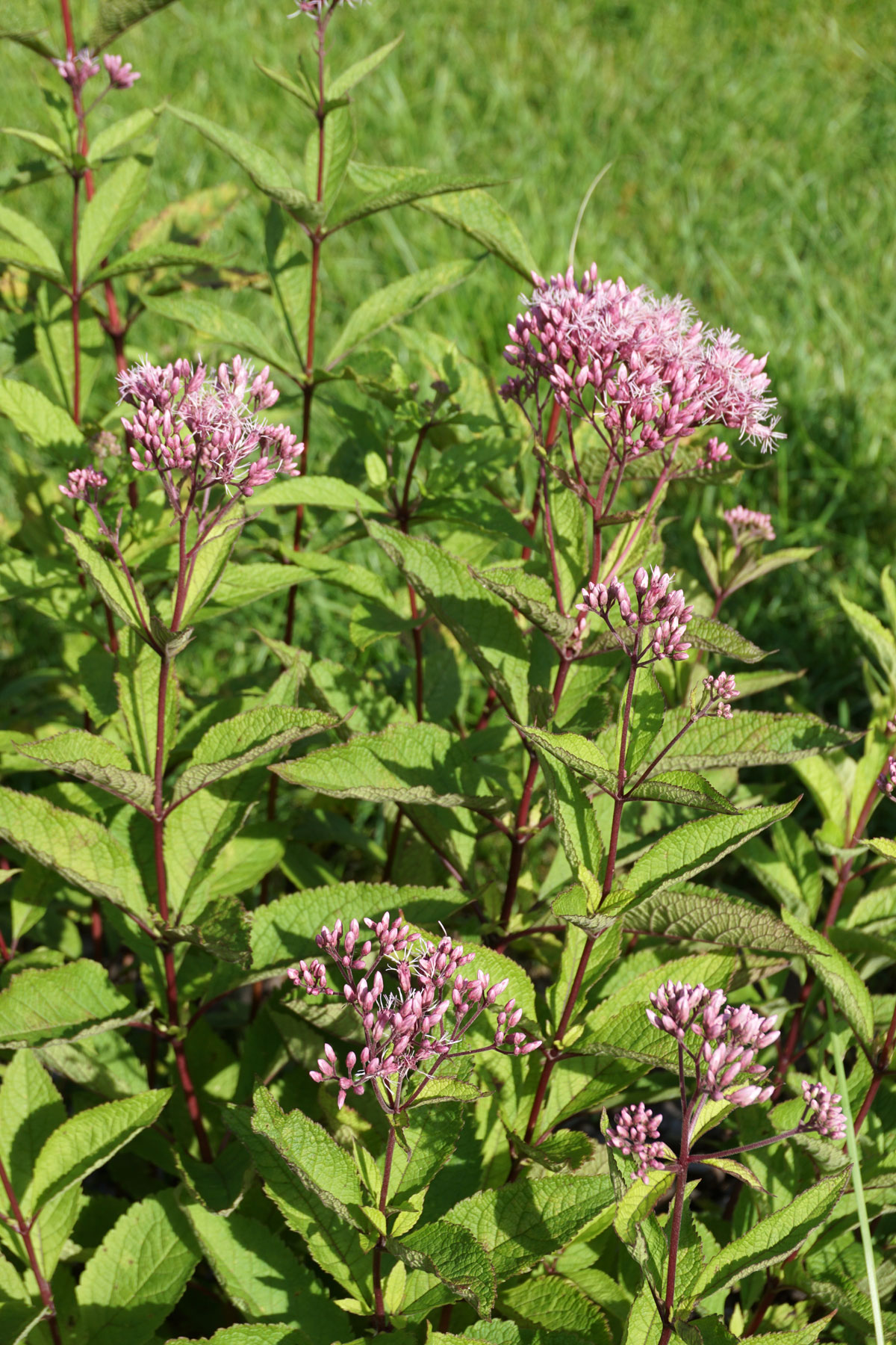 Посконник пурпурный (лат. Eutrochium purpureum)