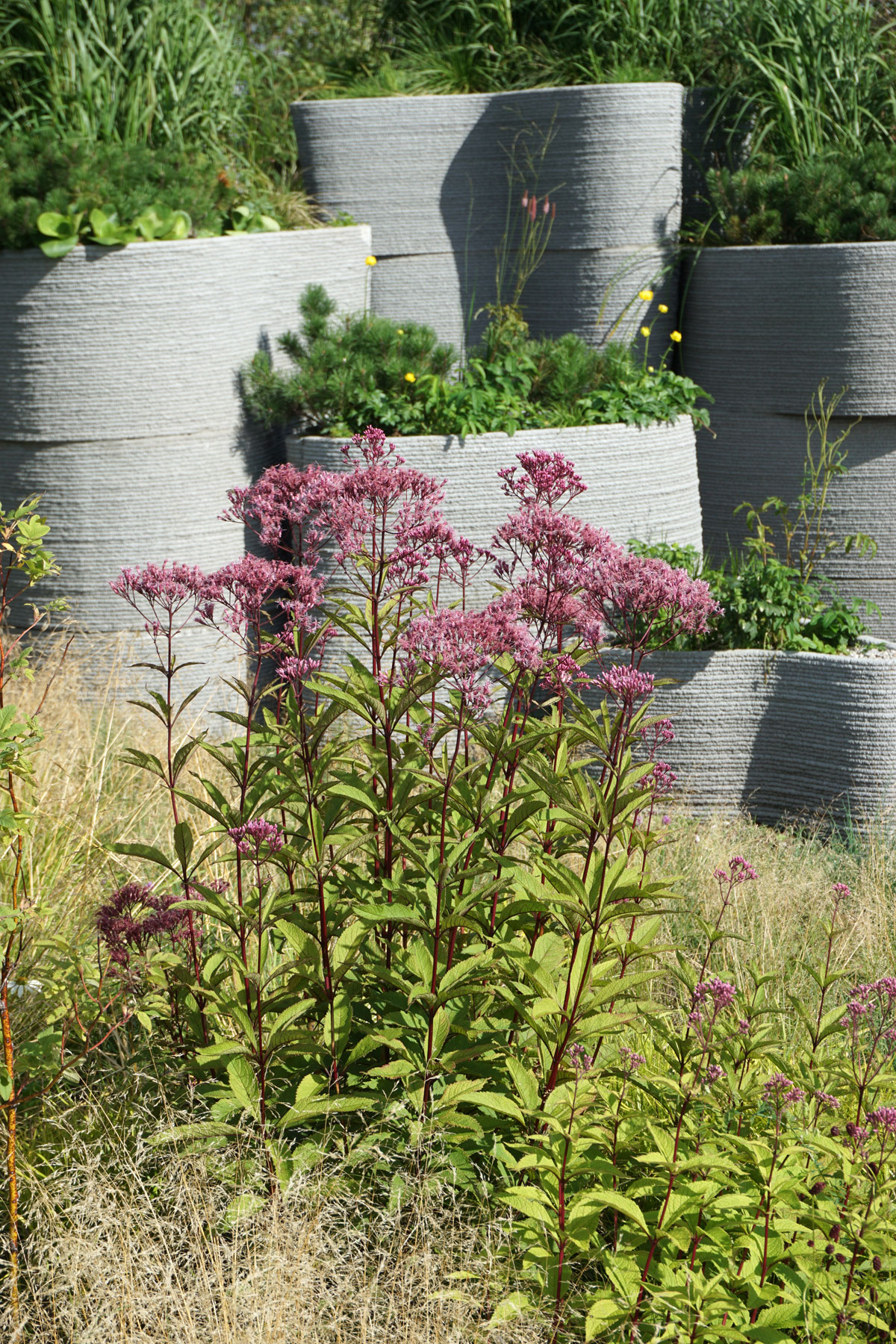 Посконник пурпурный (лат. Eutrochium purpureum)