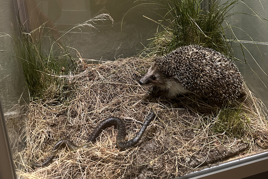 Обыкновенный еж и обыкновенная гадюка