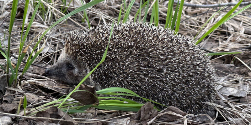 Удивительные факты о ежах