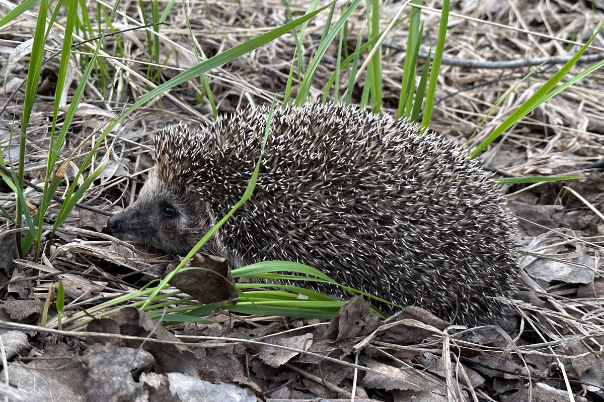 Удивительные факты о ежах