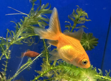 Золотая рыбка Веерохвост