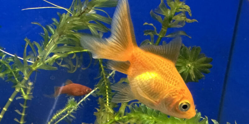 Золотая рыбка Веерохвост