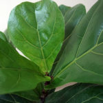 Фикус лировидный (лат. Ficus lyrata)