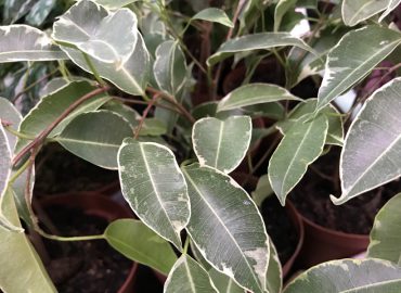 Фикус Бенджамина (Ficus Benjamina): уход и размножение