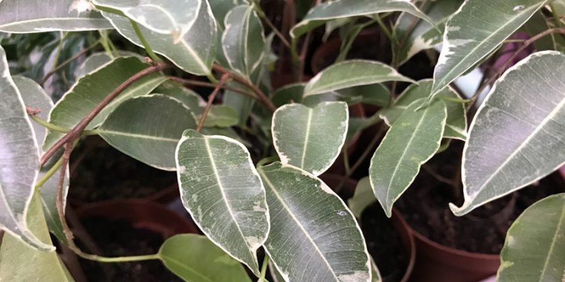 Фикус Бенджамина (Ficus Benjamina): уход и размножение